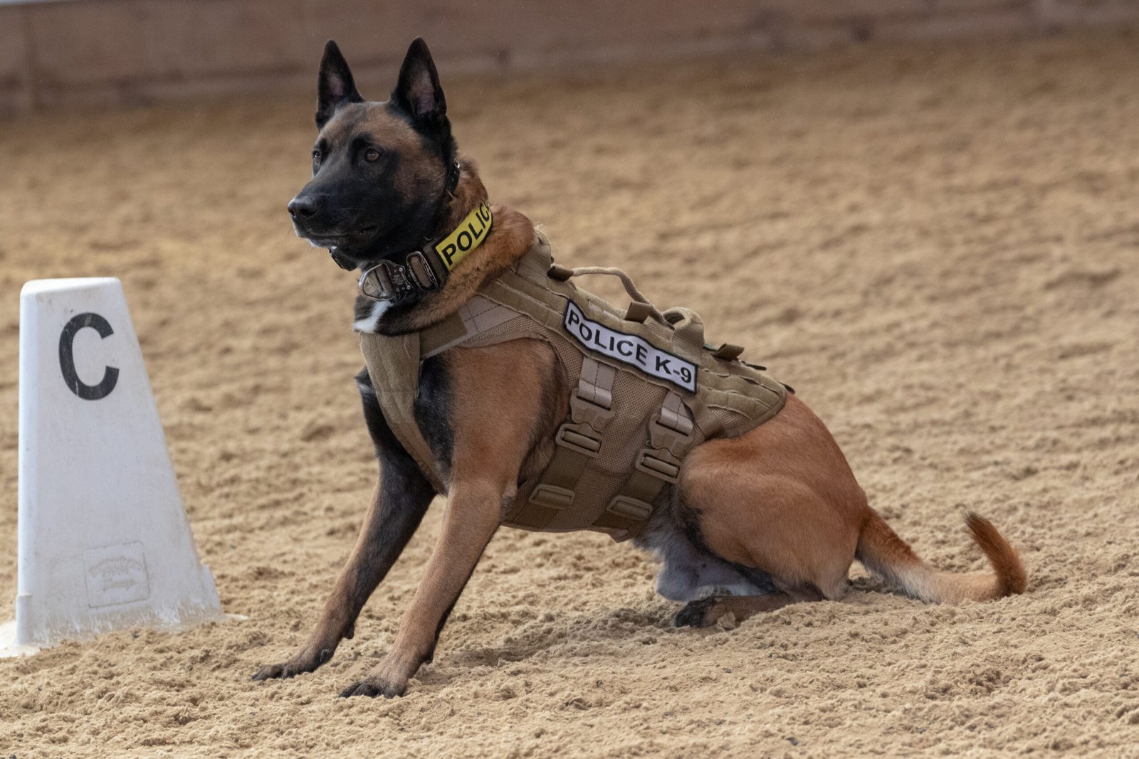 Police K9 Dog Ready for Action