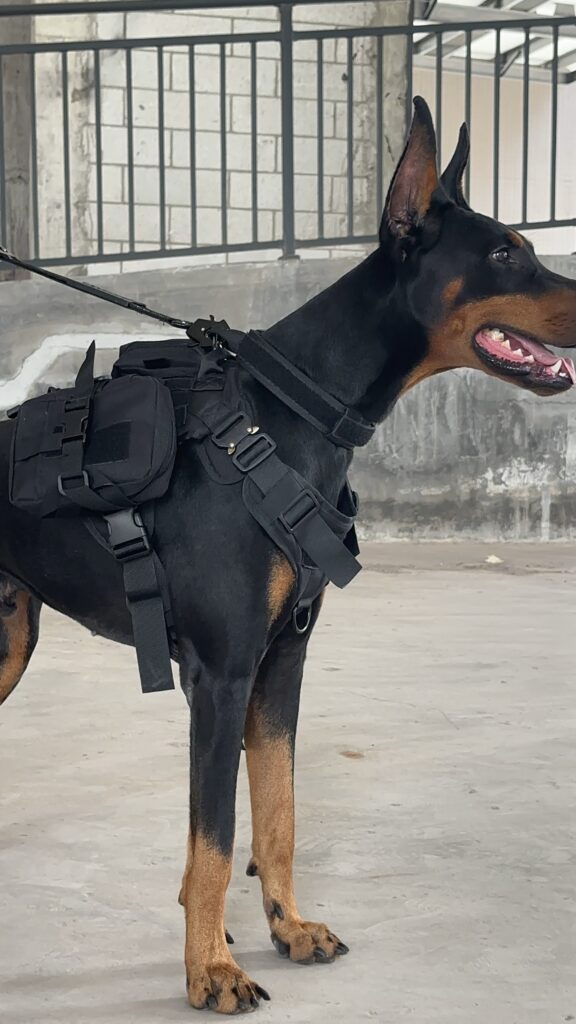 Doberman working dog wearing OEM tactical MOLLE harness with utility pouch, K9 gear manufacturer